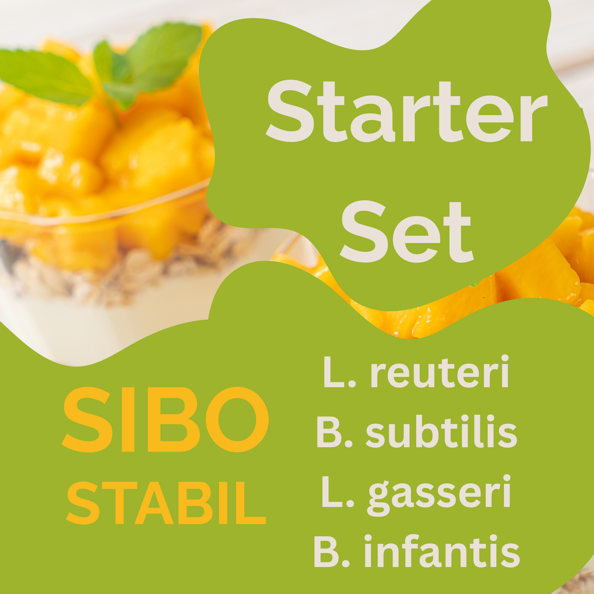 Bộ khởi đầu „SIBO Stabil" | L. reuteri, B. subtilis, L. gasseri, B. infantis-sữa chua